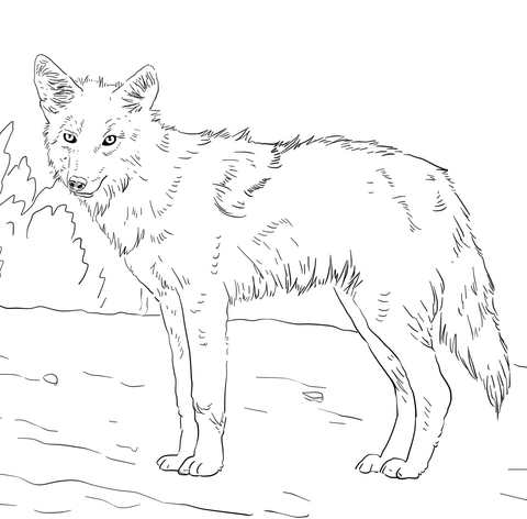 American Jackal Coyote Coloring Page